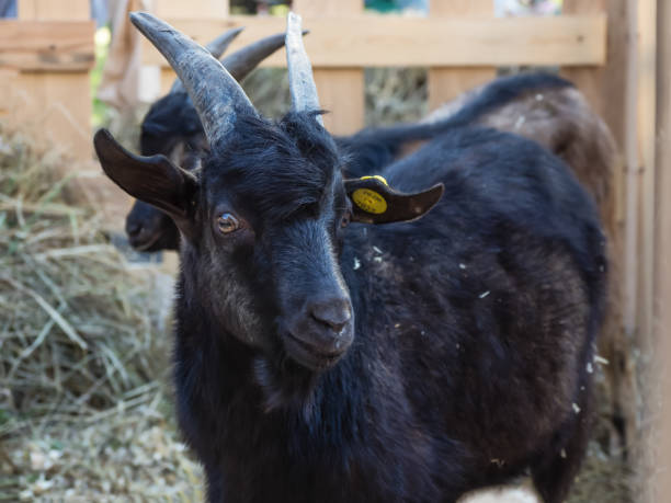 istock Black farm kid in the pen. 1175090920