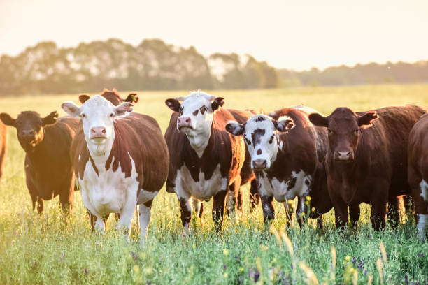 istock cows in the field 1175090993