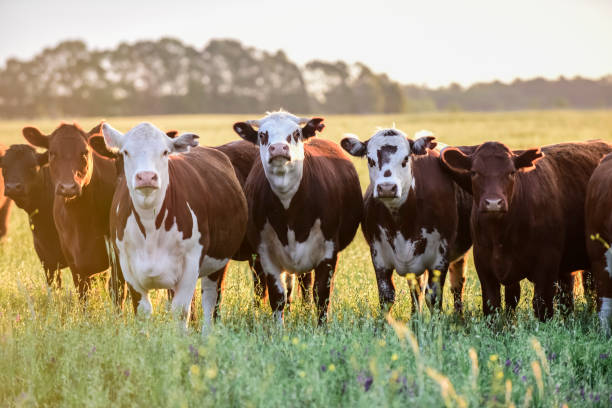istock cows in the field 1175091823