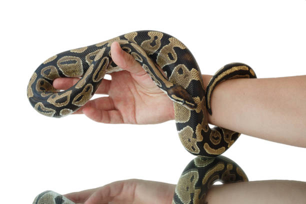 istock The image of the royal or ball python on the hand of man 1175092291