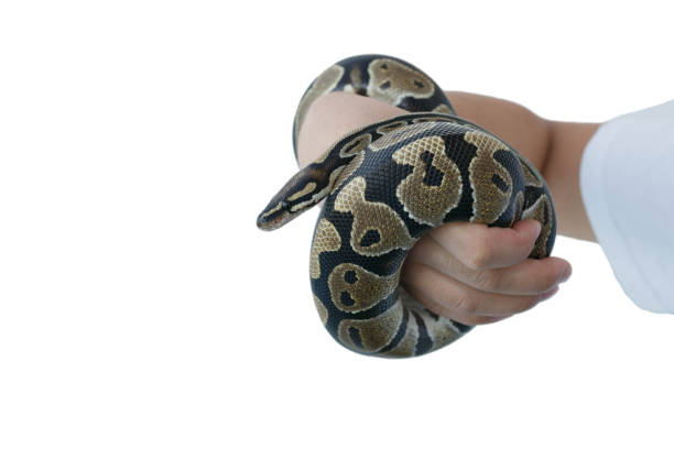 The image of a royal or ball python on the arm of a man. Close-up, isolate.