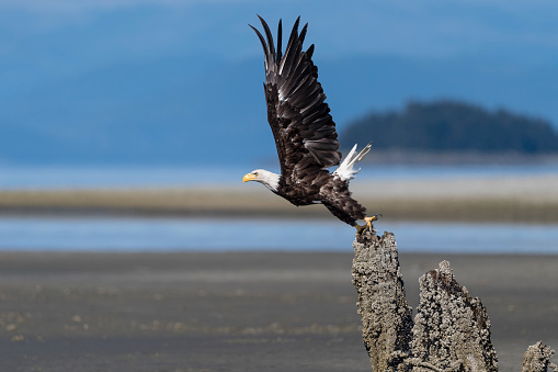 Bald eagle taking off in wilderness area near Juneau, Alaska.