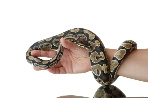 istock The image of the royal or ball python on the hand of man 1175092570