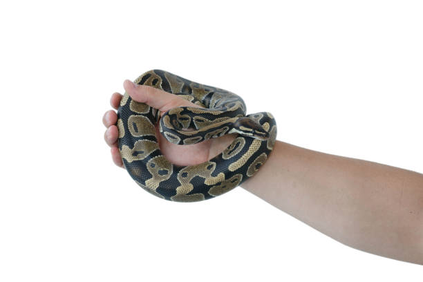 istock The image of the royal or ball python on the hand of man 1175092643