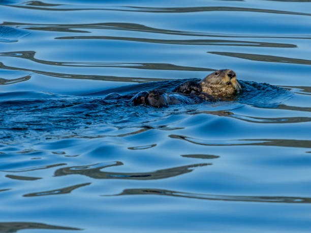 cute sea otter schwebt auf dem rücken im kalten alaska in durchgangsgewässern - alexander archipelago animals in the wild one animal animal stock-fotos und bilder