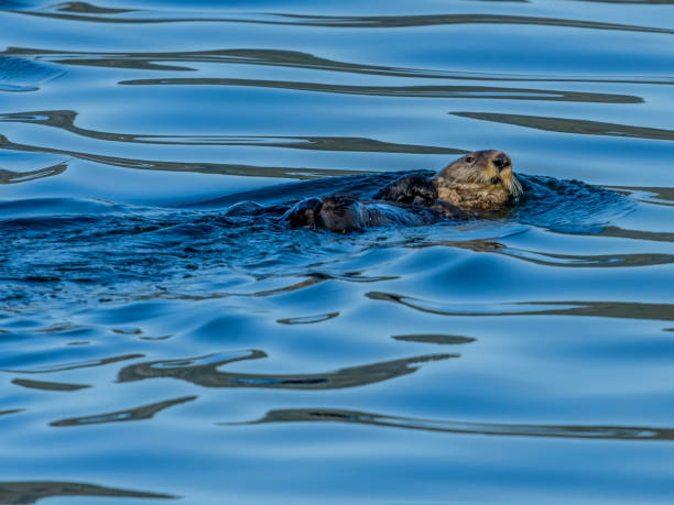 istock Cute Sea Otter floating on its back in the cold Alaska inside passage waters 1175092686
