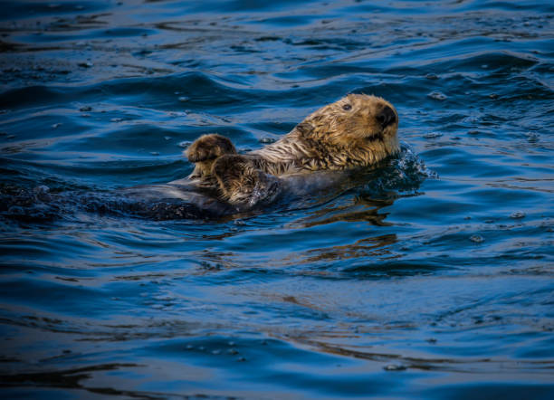 istock Fun Sea Otter floating in the cold Alaska inside passage waters on its back 1175092693