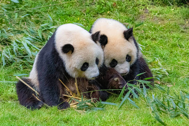 istock Giant pandas, bear pandas 1175093732