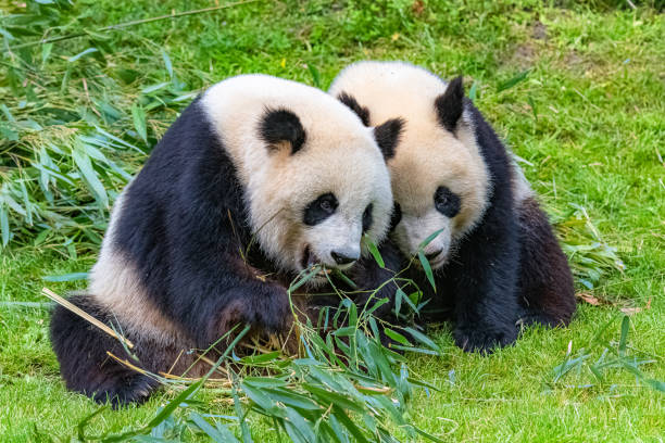 istock Giant pandas, bear pandas 1175093746