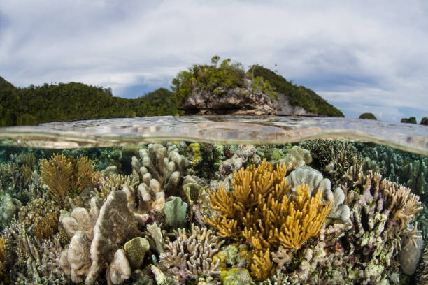 istock Amazing Coral Reef in Shallows 1175094360