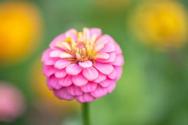 Pink flower of Zinnia elegans, also called as youth-and-age, common zinnia or elegant zinnia in the formal garden