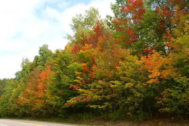 Autumn colors of deciduous trees next to road