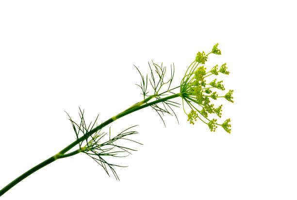 新鮮な緑色のディルハーブの枝が分離した葉。 開花植物ディル。 - fennel dill flower isolated ストックフォトと画像