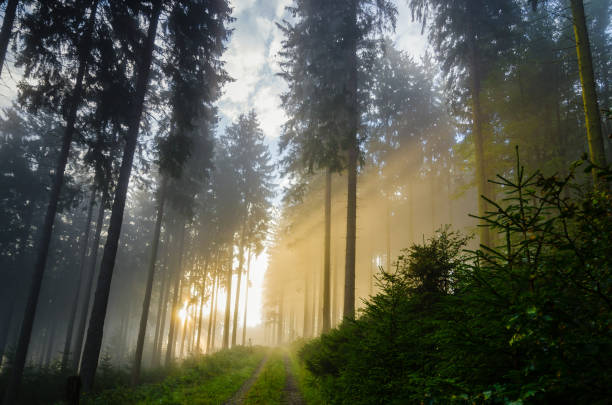 mañana nebulosa en un bosque de abetos con fuertes rayos de sol en otoño. - forest footpath nature tree fotografías e imágenes de stock