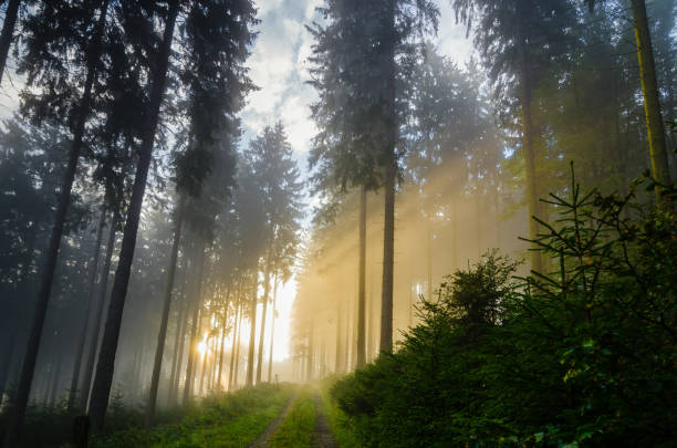 foggy morning in a spruce forest with strong sunbeams in autumn. - lonely tree fotos imagens e fotografias de stock