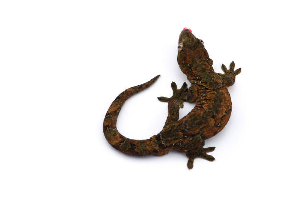istock The mossy New Caledonian gecko isolated on white background 1175096633