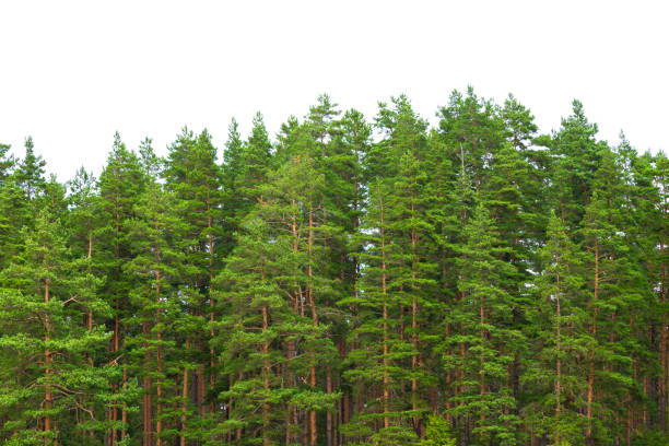 istock Summer green pine forest on the horizon is isolated. 1175096811