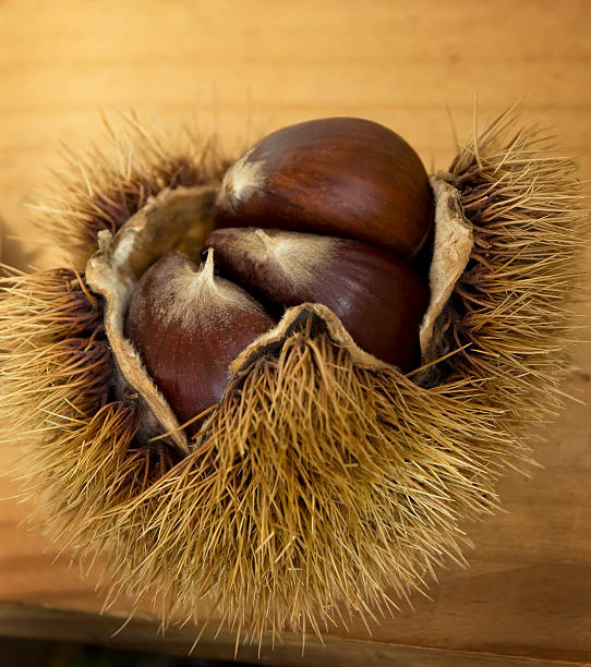 Chestnut in Shell stock photo