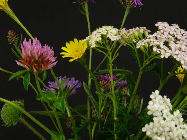 Photo of Bouquet of wildflowers on a black background,  cat's-ear, field scabious, clover, yarrow