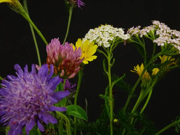 Photo of Bouquet of wildflowers on a black background,  cat's-ear, field scabious, clover, yarrow
