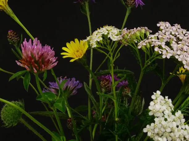 Photo of Bouquet of wildflowers on a black background,  cat's-ear, field scabious, clover, yarrow
