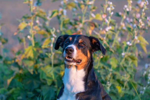 istock dog portrait in sommer, sundown light 1175101287
