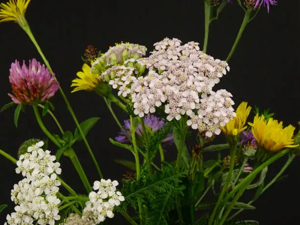 Photo of Bouquet of wildflowers on a black background,  cat's-ear, field scabious, clover, yarrow