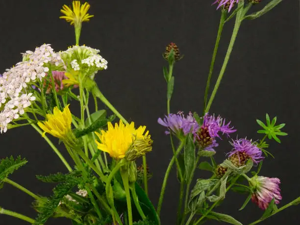 Photo of Bouquet of wildflowers on a black background,  cat's-ear, field scabious, clover, yarrow