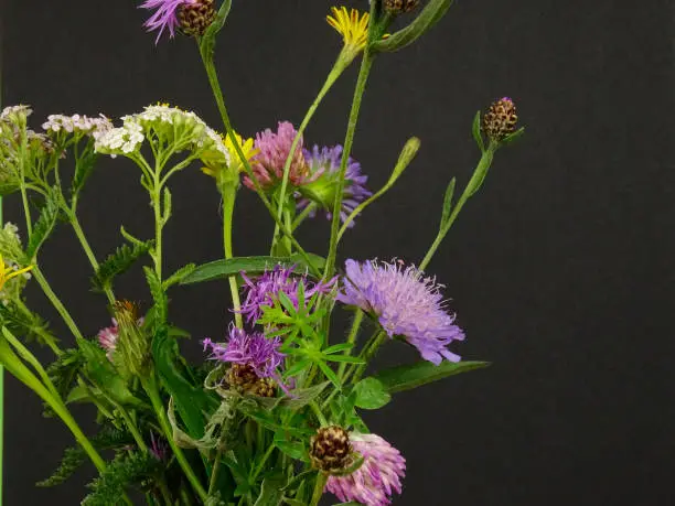 Photo of Bouquet of wildflowers on a black background,  cat's-ear, field scabious, clover, yarrow