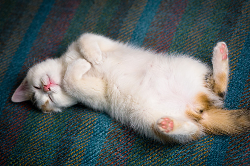 Little white tricolor kitten carefree sleeping upside down on blue background