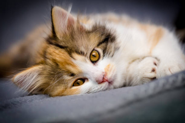 A beautiful British Longhair cat sits calmly, showcasing its thick, shiny coat, round face, and gentle expression.