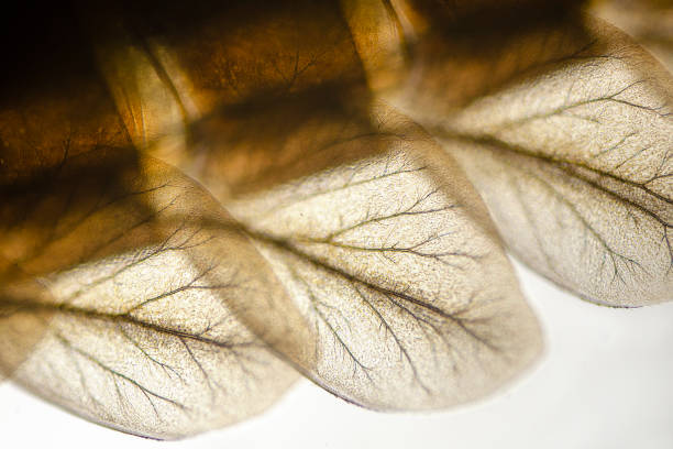 mikrograf skrzela nimfy mayfly, gatunki baetis - baetis zdjęcia i obrazy z banku zdjęć