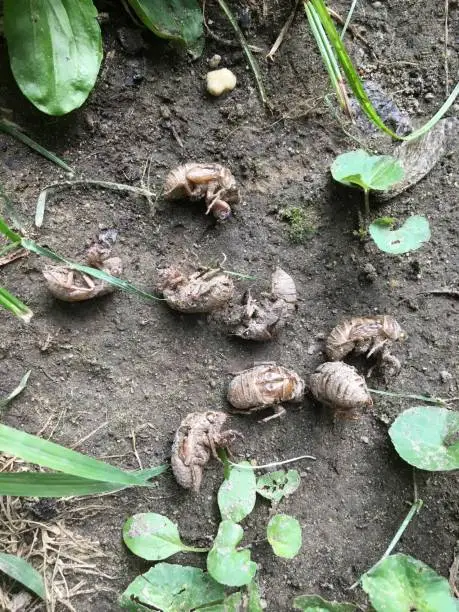 Multiple cicada shells after molting