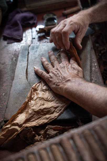 istock Cigar rolling or making by supporter in Cuba, Pinar del Rio province 1175104329