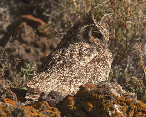 istock A Magellanic Horned Owl perches on a rocky ledge 1175106278