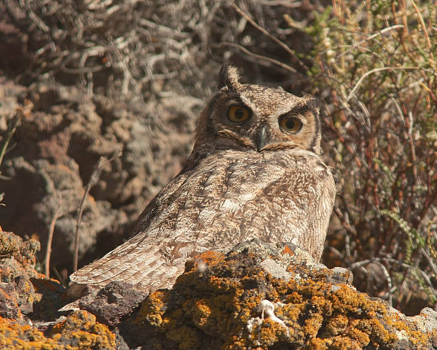 istock A Magellanic Horned Owl perches on a rocky ledge 1175106340