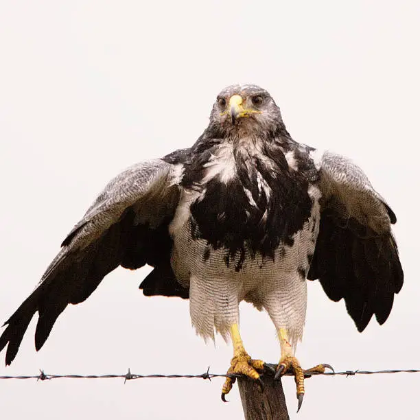 An adult Black-breasted Buzzard Eagle (Geranoaetus melanoleucus) balances on a fence-post in Patagonia.