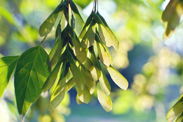 Leaves and seeds of Box elder (Acer negundo)
