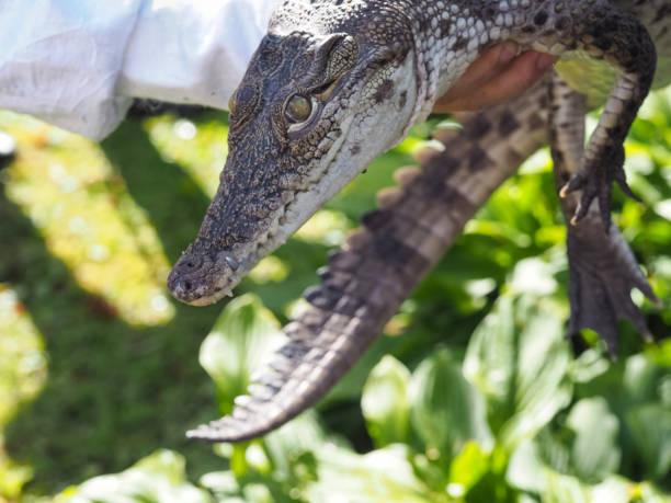 istock A small crocodile is held in the hands. 1175108927