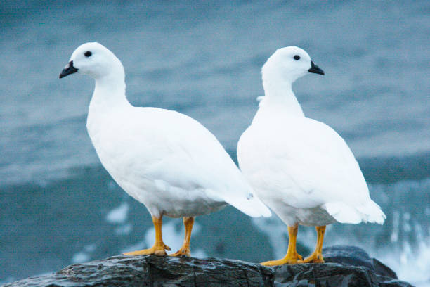istock Two male Kelp Geese in Patagonia 1175109964