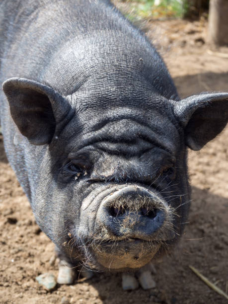 istock Portrait of a vietnamese pig 1175110461