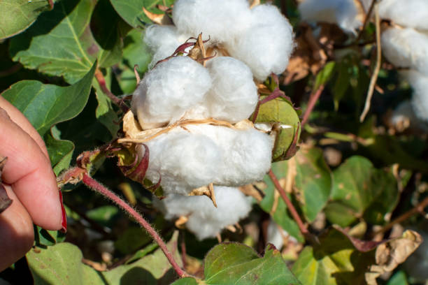istock Organic cotton plants field with white open buds ready to harvest 1175111570