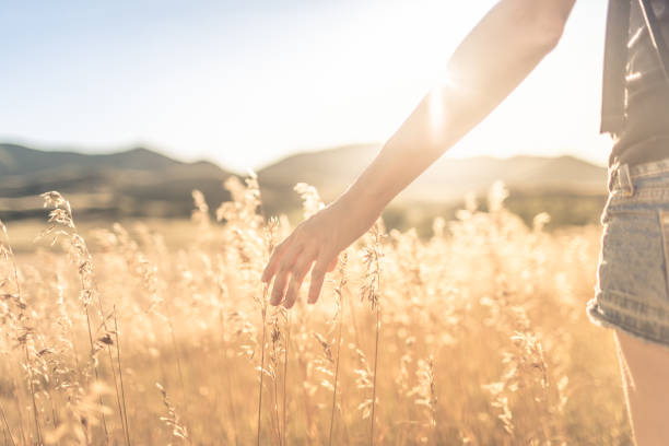 istock Female walking on open field at sunset softly brushing her hand over tall grass. 1175112135