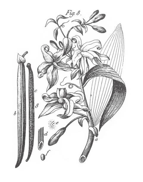 Vanilla Aromatica, Vanilla, Aromatic Plants Engraving Antique Illustration, Published 1851 Vanilla Aromatica, Vanilla, Aromatic Plants Engraving Antique Illustration, Published 1851. Source: Original edition from my own archives. Copyright has expired on this artwork. Digitally restored. saffron plant stock illustrations