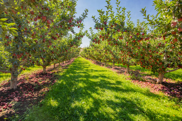 istock Red Apples ready to be harvested from abundant orchard row. 1175114104