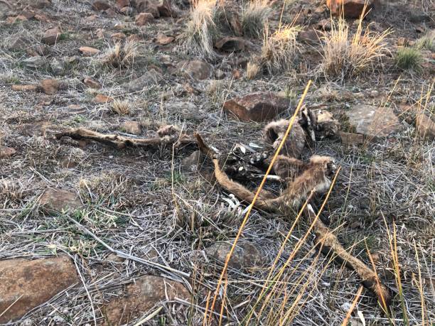 istock Dead Kangaroo on Drought Stricken Country 1175114971