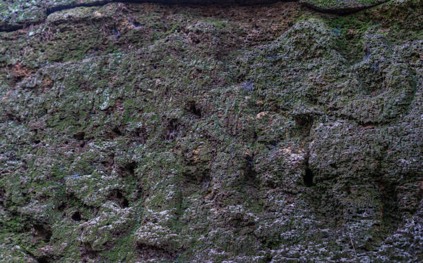 istock old rock wall looklike elephant 1175115374