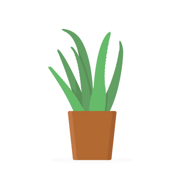 Green aloe vera plant with leaves in brown pot. Trendy flat style isolated on white background. Green aloe vera plant with leaves in brown pot. Trendy flat style isolated on white background. EPS 10 aleo vera stock illustrations