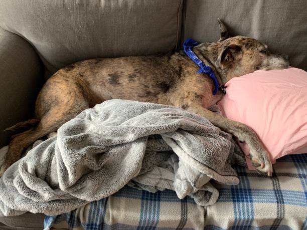 Senior Dog Resting on Sofa with Pillow
