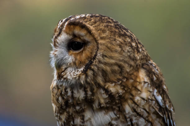 istock Little Owl Portrait 1175121642